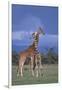 Giraffe Couple-DLILLC-Framed Photographic Print