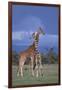 Giraffe Couple-DLILLC-Framed Photographic Print