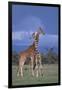 Giraffe Couple-DLILLC-Framed Photographic Print