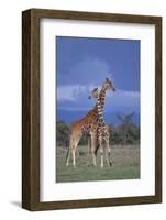 Giraffe Couple-DLILLC-Framed Photographic Print