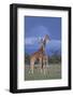 Giraffe Couple-DLILLC-Framed Photographic Print