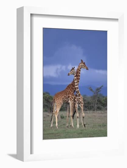 Giraffe Couple-DLILLC-Framed Photographic Print