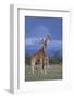 Giraffe Couple-DLILLC-Framed Photographic Print