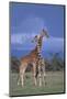 Giraffe Couple-DLILLC-Mounted Photographic Print