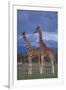 Giraffe Couple-DLILLC-Framed Photographic Print