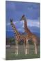 Giraffe Couple-DLILLC-Mounted Photographic Print