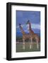 Giraffe Couple-DLILLC-Framed Photographic Print