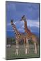 Giraffe Couple-DLILLC-Mounted Photographic Print