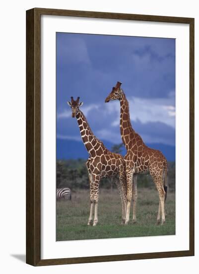 Giraffe Couple-DLILLC-Framed Photographic Print