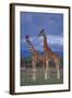 Giraffe Couple-DLILLC-Framed Photographic Print