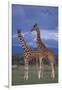 Giraffe Couple-DLILLC-Framed Photographic Print