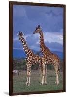 Giraffe Couple-DLILLC-Framed Photographic Print