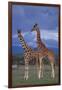 Giraffe Couple-DLILLC-Framed Photographic Print