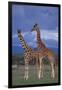 Giraffe Couple-DLILLC-Framed Photographic Print