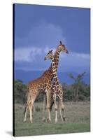 Giraffe Couple-DLILLC-Stretched Canvas