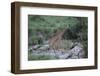 Giraffe Crossing a Stream-DLILLC-Framed Photographic Print