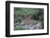 Giraffe Crossing a Stream-DLILLC-Framed Photographic Print