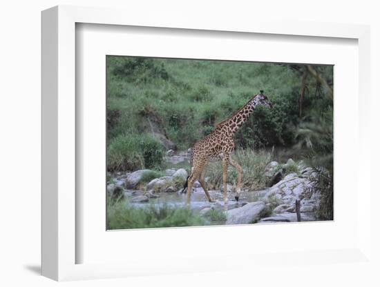 Giraffe Crossing a Stream-DLILLC-Framed Photographic Print
