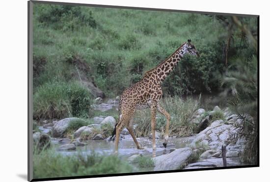 Giraffe Crossing a Stream-DLILLC-Mounted Photographic Print