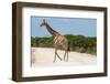 Giraffe Crossing Gravel Road-Circumnavigation-Framed Photographic Print