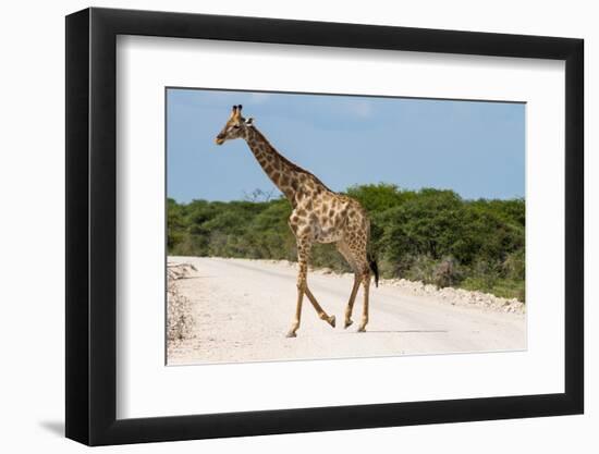 Giraffe Crossing Gravel Road-Circumnavigation-Framed Photographic Print