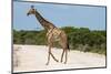 Giraffe Crossing Gravel Road-Circumnavigation-Mounted Photographic Print