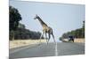 Giraffe Crossing Highway, Kasane, Botswana-Paul Souders-Mounted Photographic Print