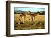 Giraffe Drinking in the Grasslands of the Masai Mara Reserve (Kenya)-Paul Banton-Framed Photographic Print