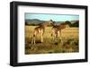 Giraffe Drinking in the Grasslands of the Masai Mara Reserve (Kenya)-Paul Banton-Framed Photographic Print