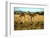 Giraffe Drinking in the Grasslands of the Masai Mara Reserve (Kenya)-Paul Banton-Framed Photographic Print