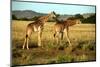 Giraffe Drinking in the Grasslands of the Masai Mara Reserve (Kenya)-Paul Banton-Mounted Photographic Print
