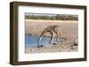 Giraffe Drinking Water-Grobler du Preez-Framed Photographic Print