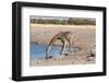 Giraffe Drinking Water-Grobler du Preez-Framed Photographic Print