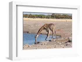 Giraffe Drinking Water-Grobler du Preez-Framed Photographic Print