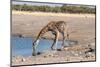 Giraffe Drinking Water-Grobler du Preez-Mounted Photographic Print