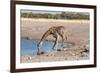 Giraffe Drinking Water-Grobler du Preez-Framed Photographic Print