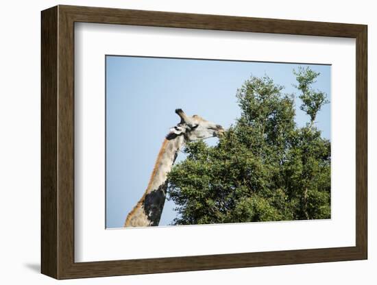 Giraffe Eating from Acacia Tree-Sheila Haddad-Framed Photographic Print