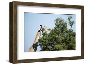 Giraffe Eating from Acacia Tree-Sheila Haddad-Framed Photographic Print