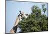 Giraffe Eating from Acacia Tree-Sheila Haddad-Mounted Photographic Print