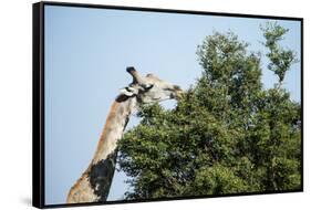 Giraffe Eating from Acacia Tree-Sheila Haddad-Framed Stretched Canvas