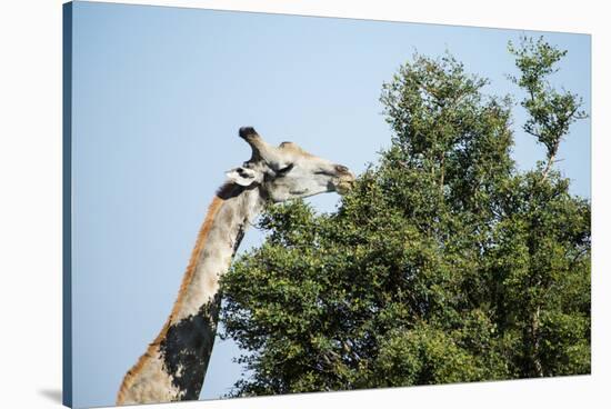 Giraffe Eating from Acacia Tree-Sheila Haddad-Stretched Canvas