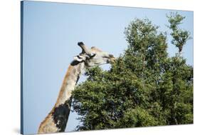 Giraffe Eating from Acacia Tree-Sheila Haddad-Stretched Canvas