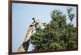 Giraffe Eating from Acacia Tree-Sheila Haddad-Framed Photographic Print