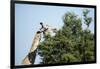 Giraffe Eating from Acacia Tree-Sheila Haddad-Framed Photographic Print