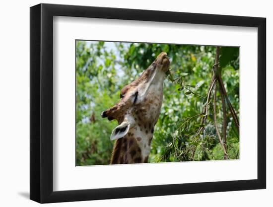 Giraffe Eating Leaves-Avalanchez-Framed Photographic Print