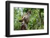 Giraffe Eating Leaves-Avalanchez-Framed Photographic Print