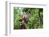 Giraffe Eating Leaves-Avalanchez-Framed Photographic Print