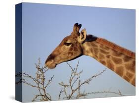 Giraffe Eating Thorny Bush, Giraffa Camelopardalis, Kruger National Park, South Africa, Africa-Ann & Steve Toon-Stretched Canvas