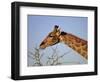 Giraffe Eating Thorny Bush, Giraffa Camelopardalis, Kruger National Park, South Africa, Africa-Ann & Steve Toon-Framed Photographic Print