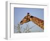 Giraffe Eating Thorny Bush, Giraffa Camelopardalis, Kruger National Park, South Africa, Africa-Ann & Steve Toon-Framed Photographic Print